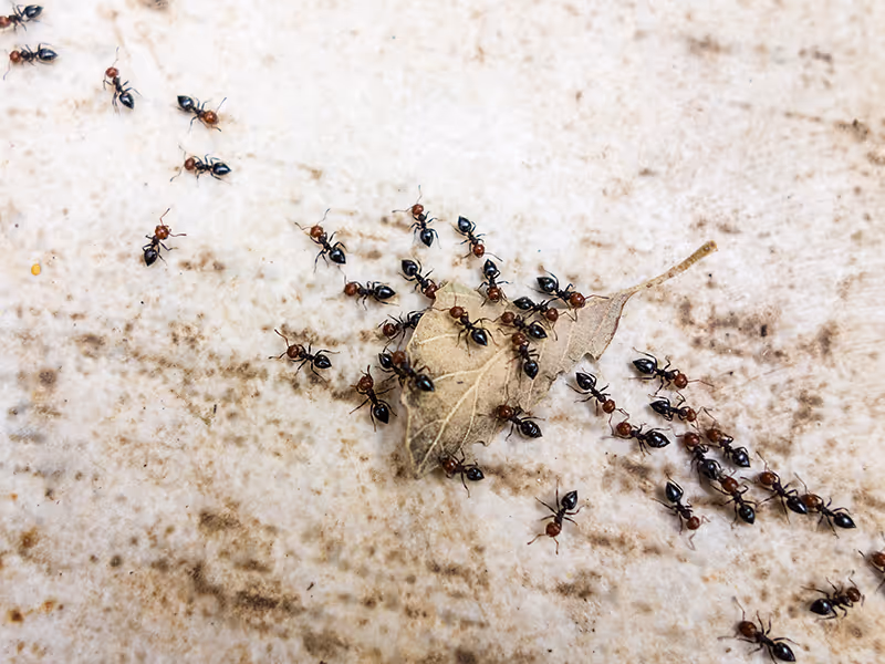 pavement ants eating a leaf
