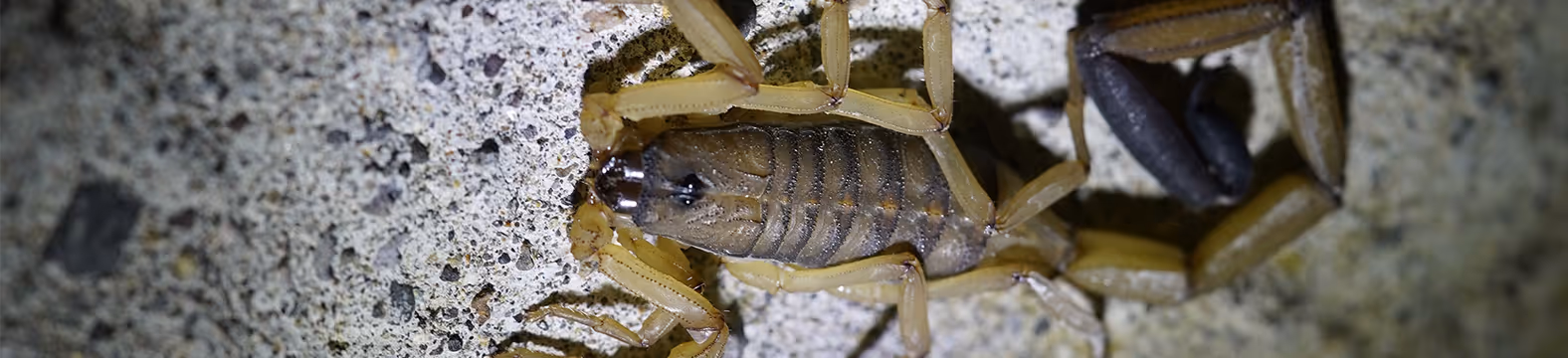 bark scorpion in a basement