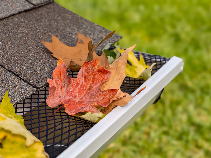 leaves in gutter
