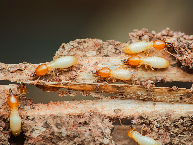termites