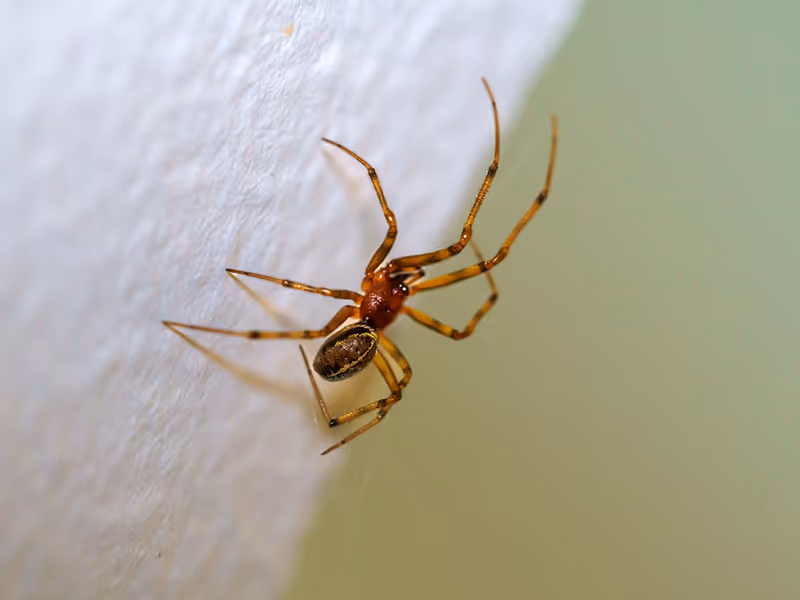 house spider climbing a wall