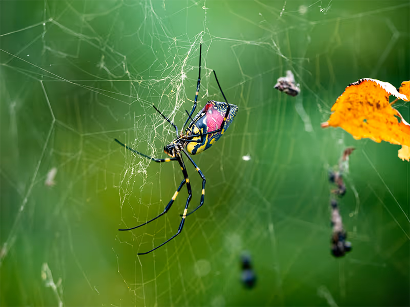 joro spider on a leaf