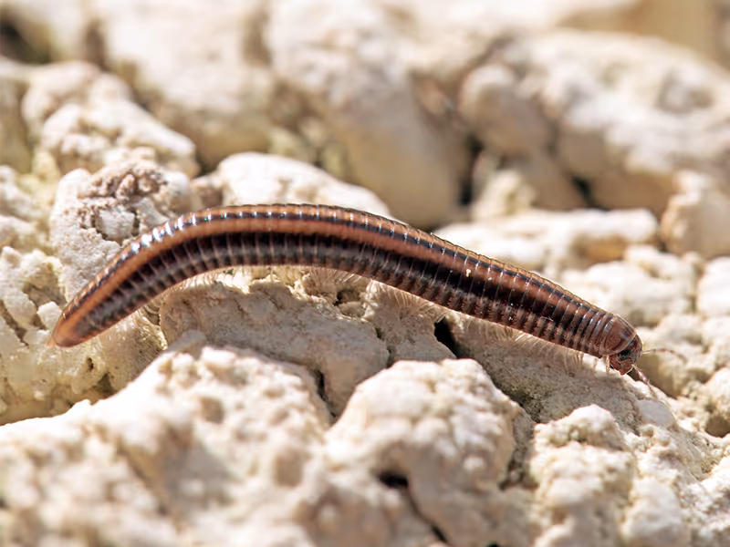  millipede crawling on rocks