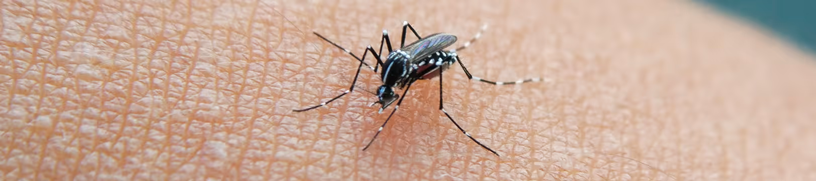 mosquito biting a hand