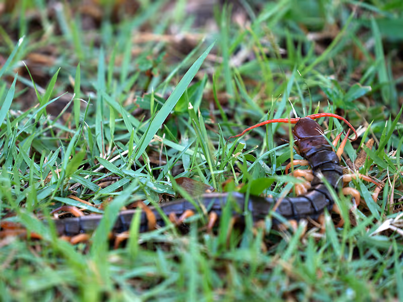 centipede in the grass