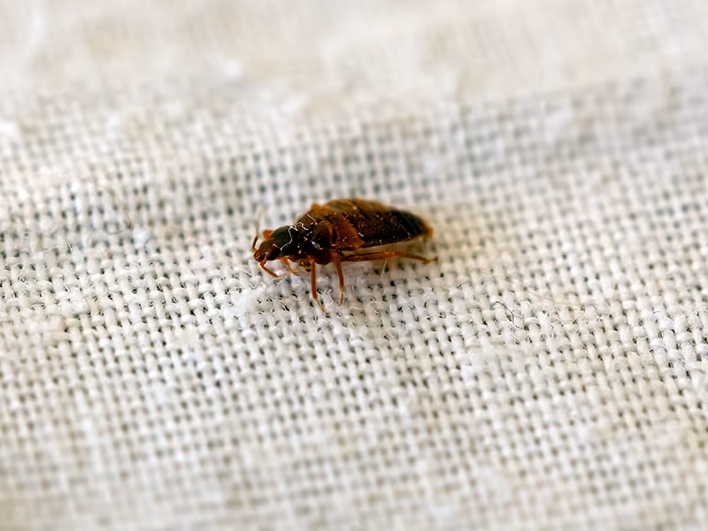 bed bug on a sheet
