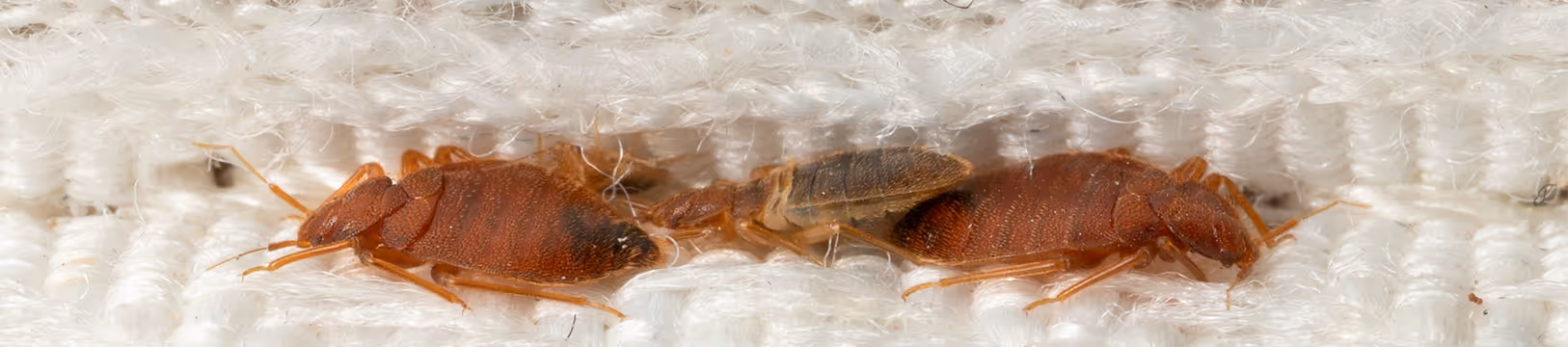 bed bugs on a mattress