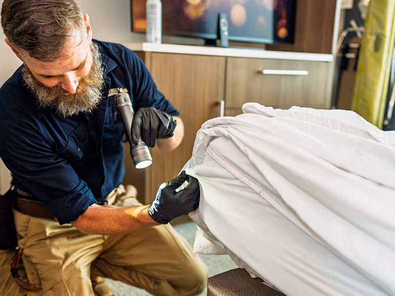 bizy bee exterminator inspecting bed for bed bugs