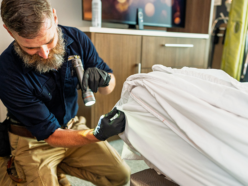 bizy bee exterminator inspecting bed for bed bugs