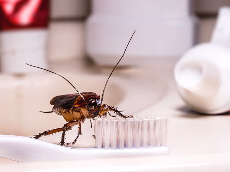 cockroach on a toothbrush