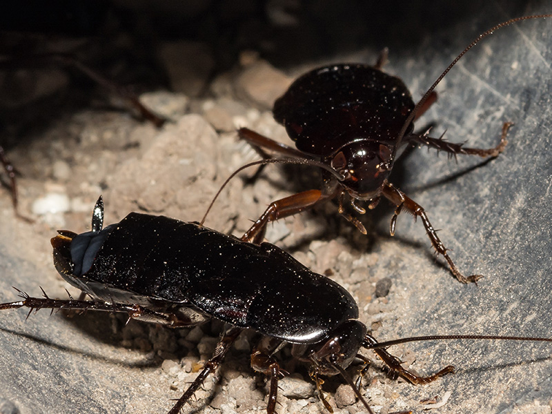 oriental cockroaches on a rock
