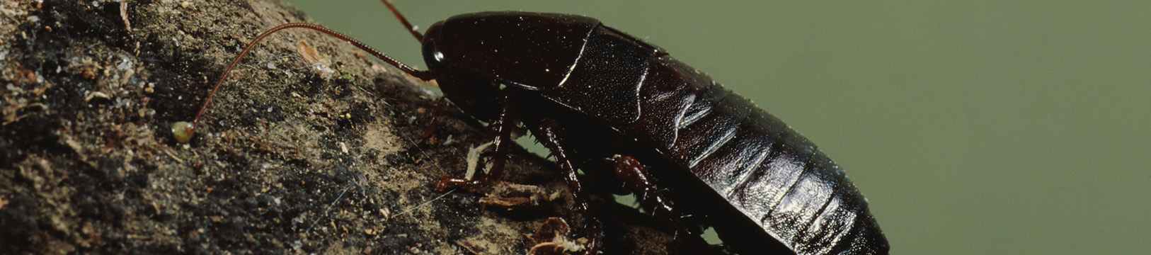 oriental cockroach on a tree