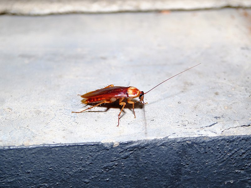 cockroach on concrete