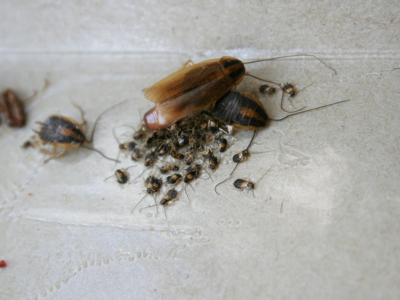dead cockroaches on the floor