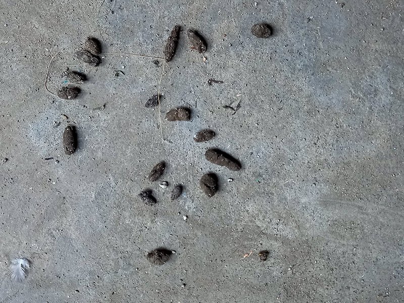 rodent dropping on concrete