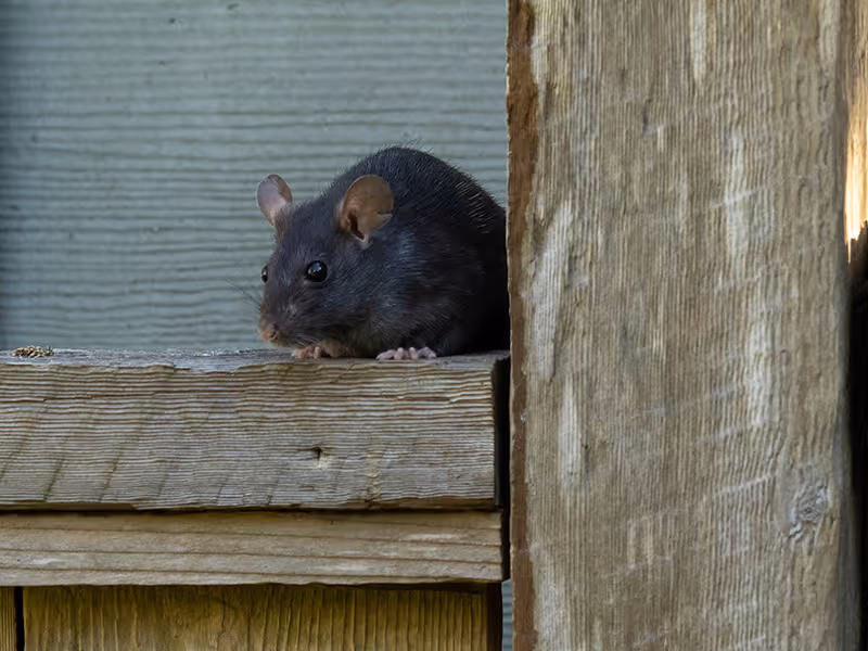 roof rat on wooden post