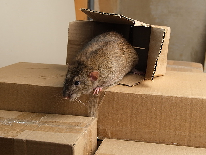 rat in a box