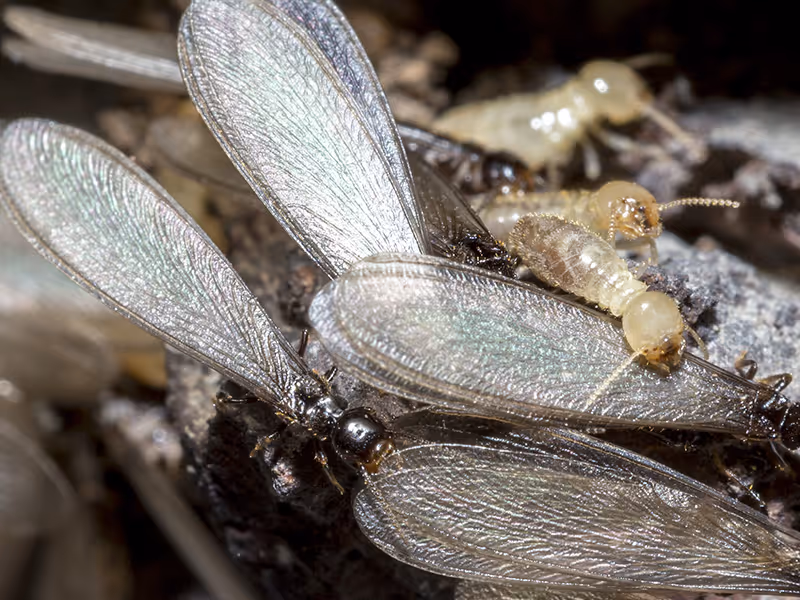 termite swarm on the ground