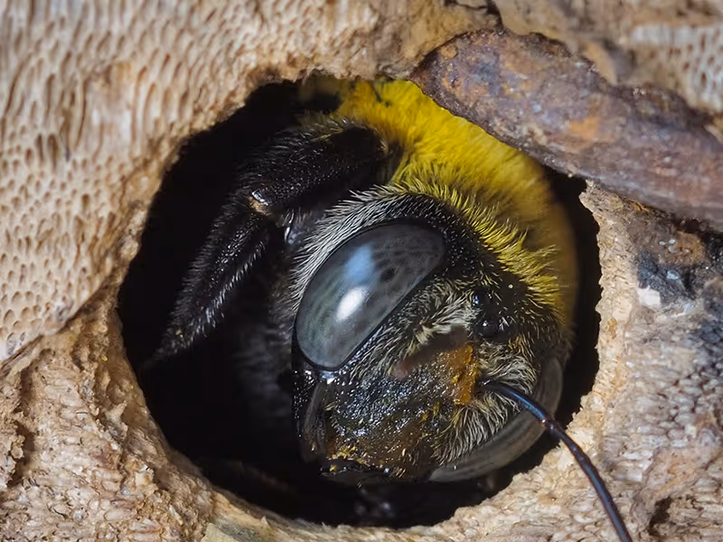 carpenter bee eating wood