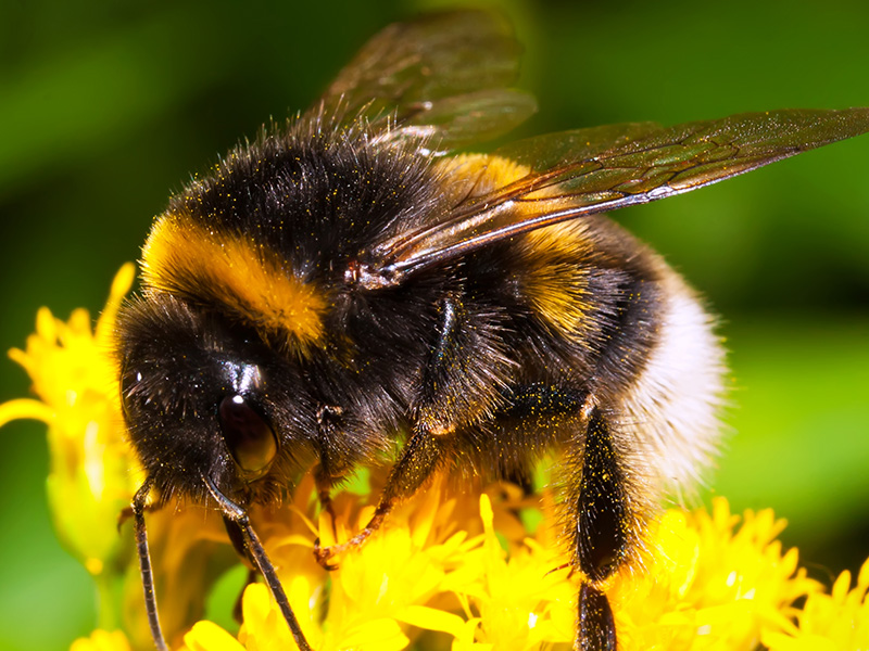 bumblebee on a flower