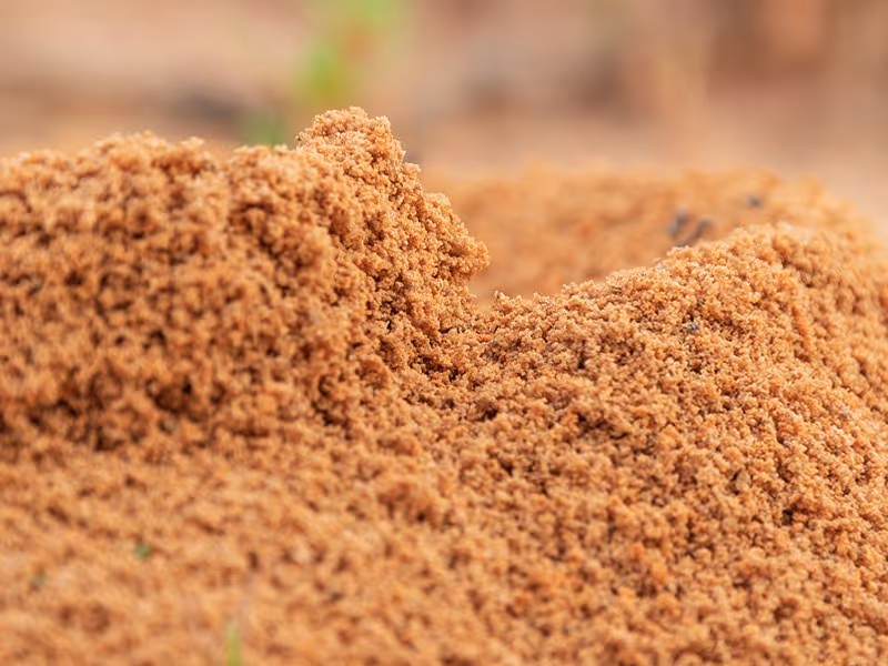 fire ant mound in dirt