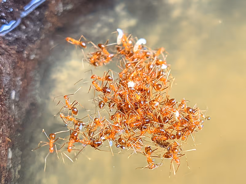 fire ants in water