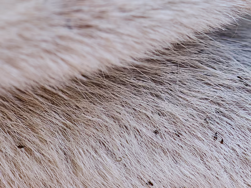 fleas on white fur