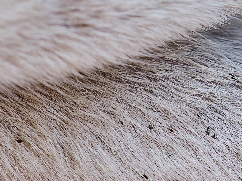 fleas on white fur