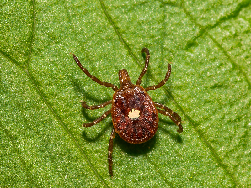lone star tick on leaf