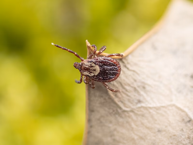 american dog tick