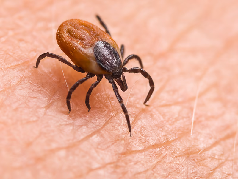 deer tick with lyme disease