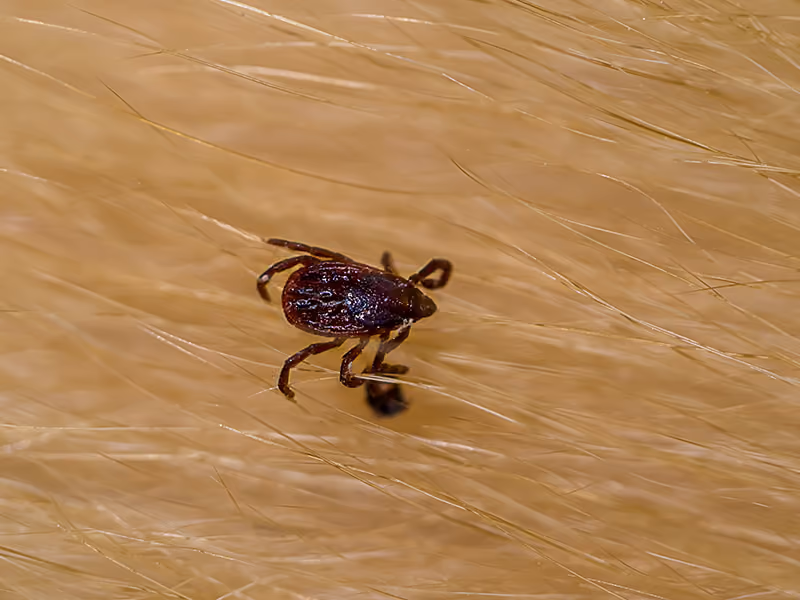 brown dog tick