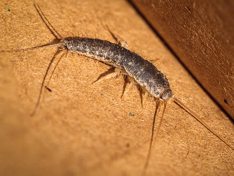 silverfish on wood floor