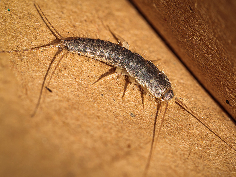 silverfish on wood floor
