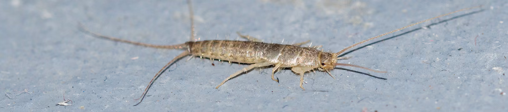 silverfish on concrete