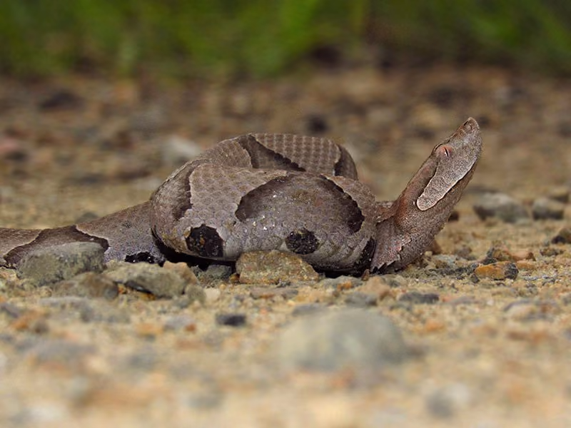 young copperhead in atlanta suburb