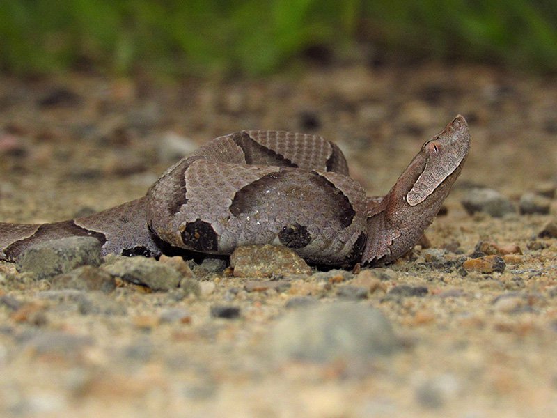 young copperhead in atlanta suburb