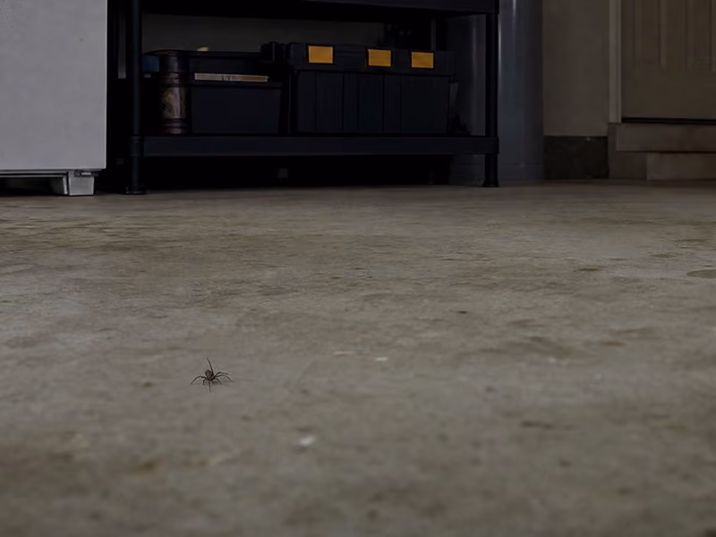 spider crawling concrete floor