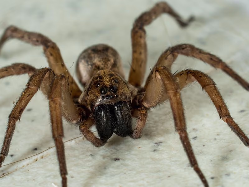wolf spider on stone