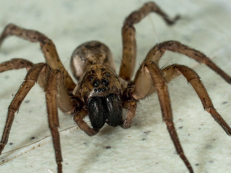 wolf spider on stone