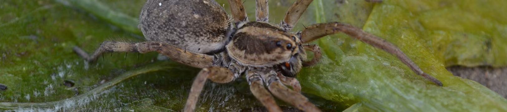 wolf spider on a leaf