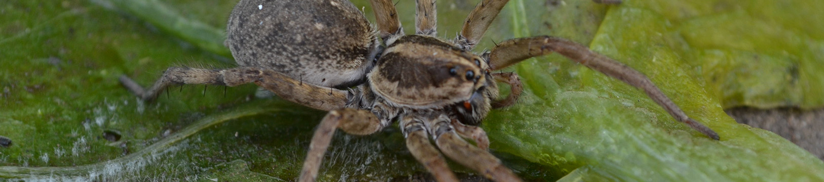 wolf spider on a leaf