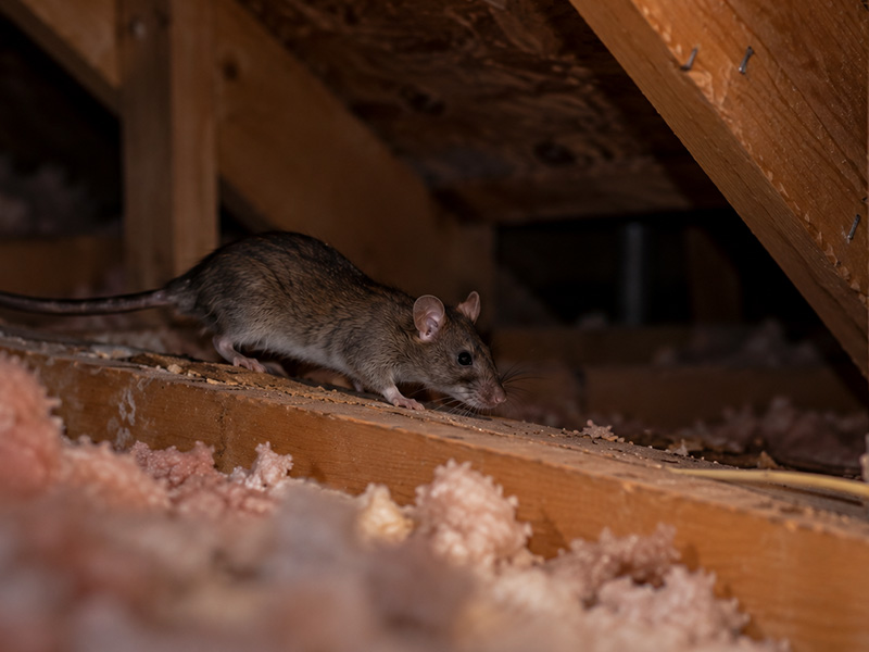 mouse in attic