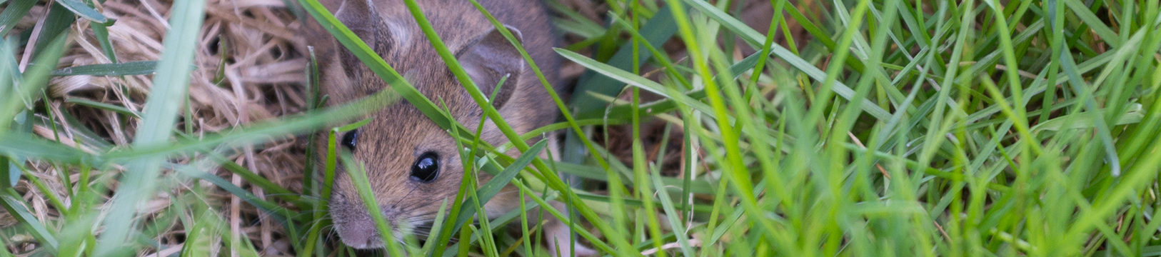 House mouse in grass