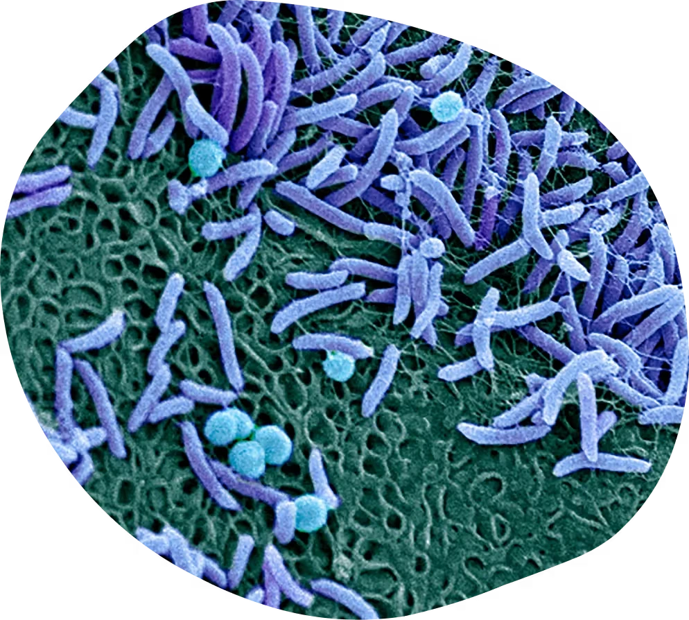 Microscopic view of bacteria