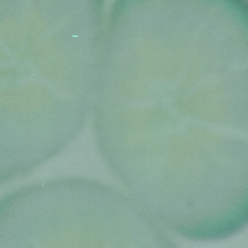 Evvy Proprietary Probiotic Blend