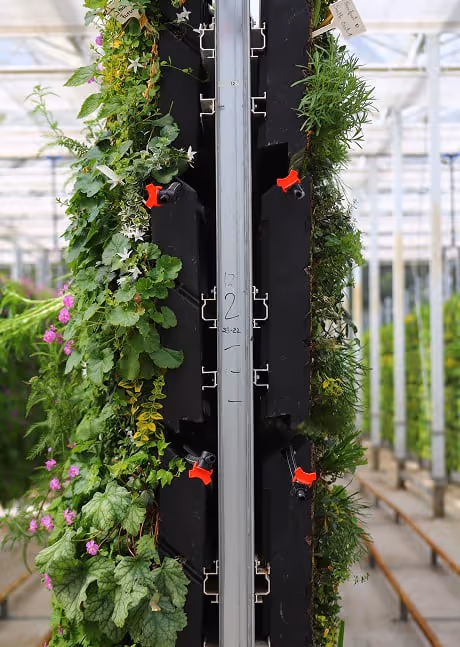 Living wall with diverse plants growing vertically in Viritopia nursery