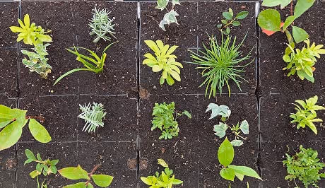 Living wall with diverse green plants on dark soil grid