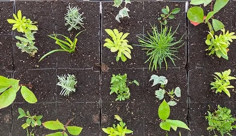 Living wall with diverse green plants on dark soil grid
