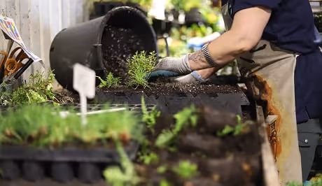 Living wall planter with gloved hands carefully tending soil and plants